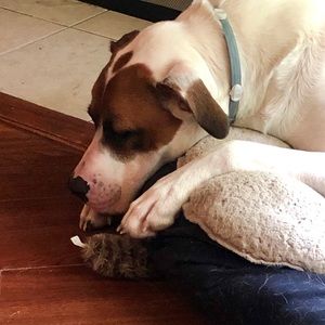 Meet your Posher, Susan